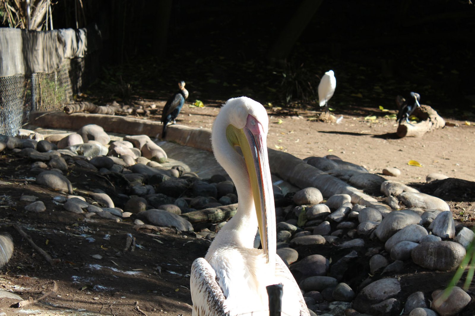 San Diego Zoo Part II 090
